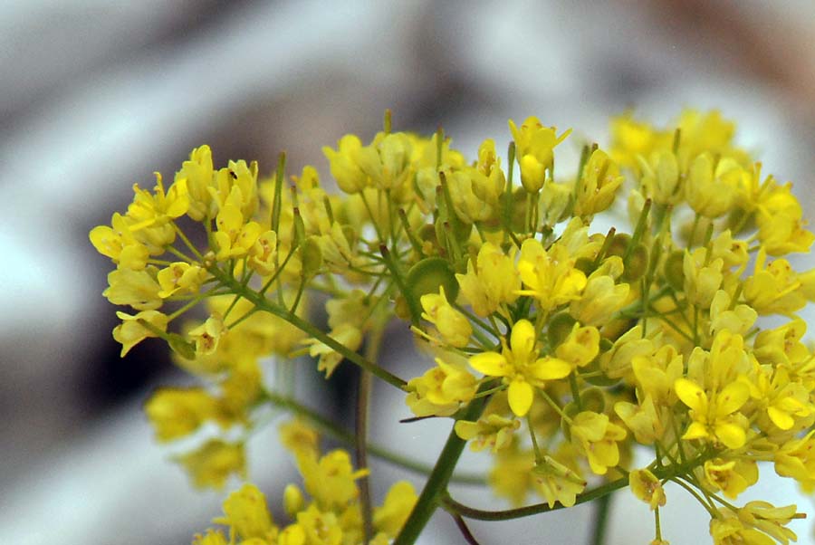 Biscutella laevigata s.l.